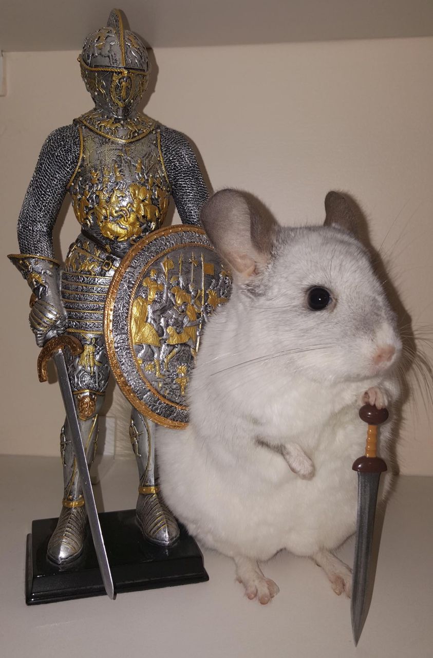 Knight STATUS mental cast.